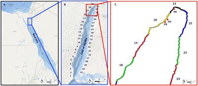 Biophysical Simulations Support Schooling Behavior of Fish Larvae Throughout Ontogeny